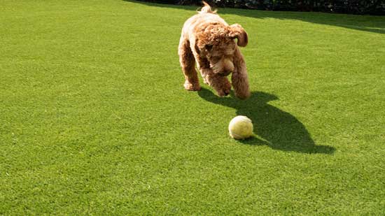 un chien joue à la balle sur du gazon synthétique