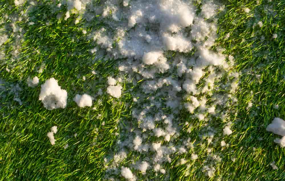 gazon vert sous la neige