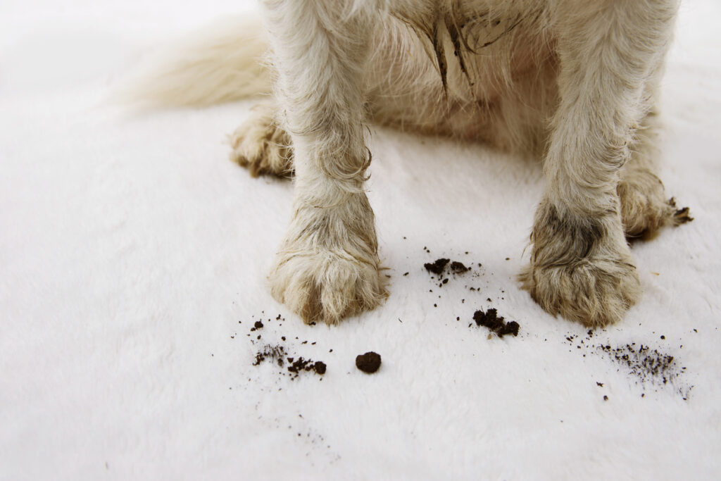 Un tapis de chien sale et boueux à la maison